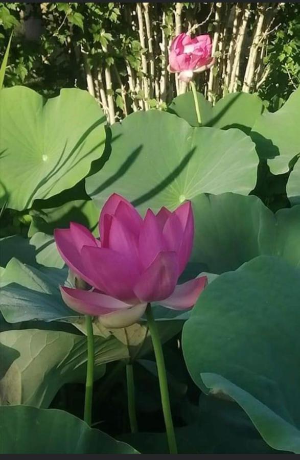 Cuor Di Mantova B&B 외부 사진